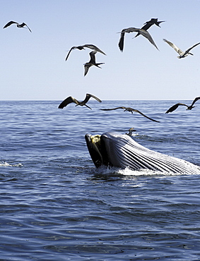 A Bryde's whale (Balaenoptera edeni) feeding with associated frigate birds. 
Gulf of California.
Restricted resolution (Please contact us).   (RR)