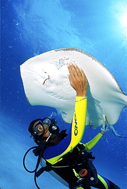 divers enjoying stingray diving in Barbados, Caribbean