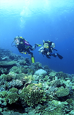 diver in the red sea with some red soft coral. Red Sea