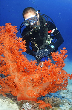 Diver looking at soft coral on reefs