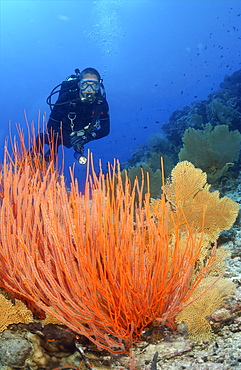 diver with whip coral