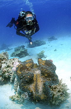  Diver with giant clam 