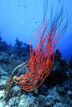 Red coral on sea bed