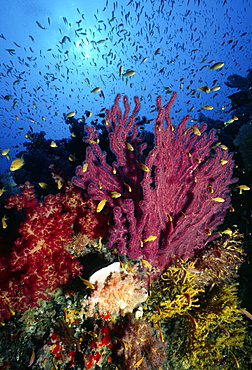 Colourful reef scene