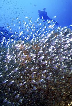 Silhouette of diver behind school of glass fish