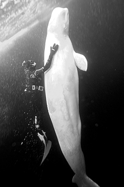 Julia Petrik  Russian freediver. White Sea, Russia