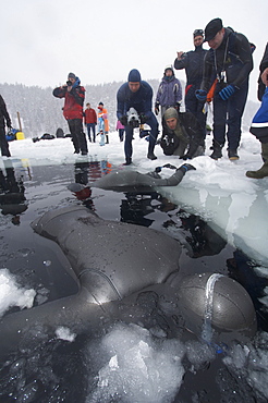 Christian Ernist (Sweden) & Christian maldame (France during the static apnea.at the Oslo Ice Challenge 2009. Oslo, Norway