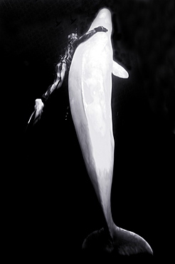 Beluga whales in the white sea . Russia