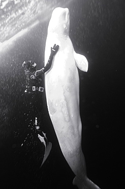 Beluga whales in the white sea . Russia