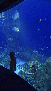 Families enjoying a day out at the aquarium in Plymouth Devon . UK   (rr)