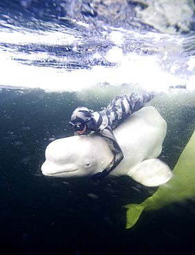 beluga whale in the white sea with Julia Petrik