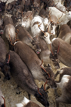 reindeer in pen in Lapland