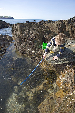 & year old boy rockpooling in Devon. UK