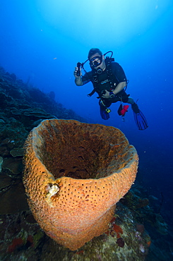 Giant barrel sponges on the spectacular walls off the reefs of  Turks and Caicos, West Indies, Caribbean, Central America