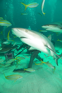 Shark feeding at Stuart Cove, Bahamas, West Indies, Central America