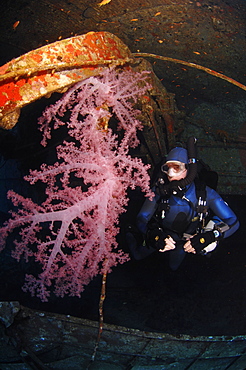 Mixed gas rebreather divers on ship wreck with pink soft coral.  Red Sea.