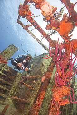 Wreck diving on the Hamel Wreck in Bahamas, West Indies, Central America