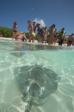 Shark feeding and ray feeding off the beach in the Bahamas, West Indies, Central America