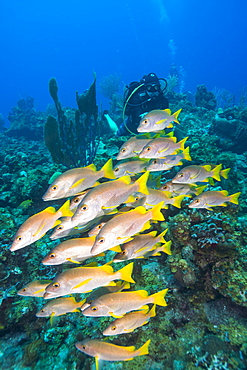 Diver watching schooling snapper fish in Turks and Caicos Islands, West Indies, Central America