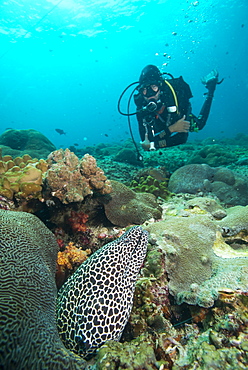 Spotted eel, Dimaniyat Islands, Gulf of Oman, Oman, Middle East