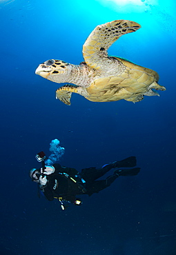 Camera being used by diver underwater in the Red Sea, Egypt, North Africa, Africa