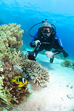 Camera being used by diver underwater in the Red Sea, Egypt, North Africa, Africa