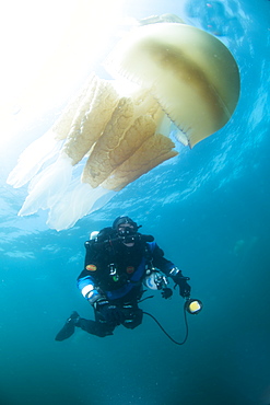 Diver with giant barrel jellyfish off the South Coast, Devon, England, United Kingdom, Europe