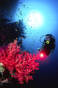 diver in the red sea with some red soft coral