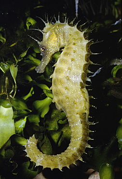 Seahorse resting in seaweed (Hippocampus guttulatus was ramulosus). 