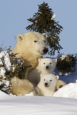 Polar bear (Ursus maritimus) and cubs, Wapusk National Park, Churchill, Hudson Bay, Manitoba, Canada, North America 