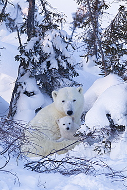 Polar bear (Ursus maritimus) and cubs, Wapusk National Park, Churchill, Hudson Bay, Manitoba, Canada, North America