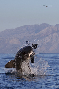 Great white shark (Carcharodon carcharias), Seal Island, False Bay, Simonstown, Western Cape, South Africa, Africa