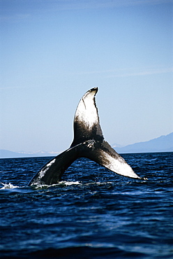 Humpback whale (Megaptera novaeangliae) wth tail flukes high in the air. Alaska