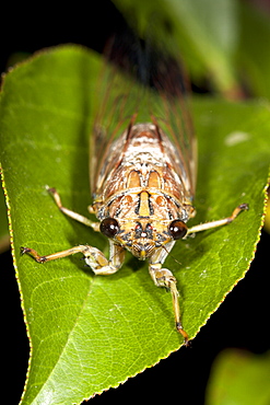 Male brown bunyip cicada (Tamasa tristigma) on leaf, Hopkins Creek, New South Wales, Australia, Pacific