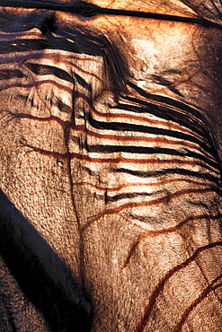 Electrocution burn banding to wing of male black flying-fox (Pteropus alecto) on a power line fatality, Hopkins Creek, New South Wales, Australia, Pacific