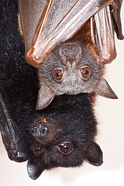 Two flying-foxes in care, juvenile male little red flying-fox (Pteropus scapulatus) and adult female black fying-fox (Pteropus alecto), Hopkins Creek, New South Wales, Australia, Pacific