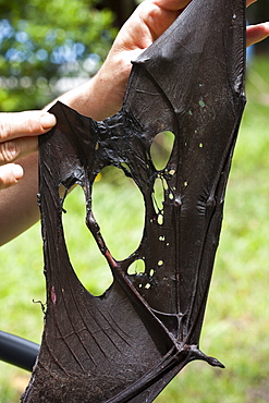 Unviable damage to right wing of grey-headed flying-fox (Pteropus poliocephalus) following barbed wire entanglement, Murwillumbah, New South Wales, Australia, Pacific