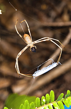 Net-casting spider (Deinopsis ravida) waiting with net, Hopkins Creek, New South Wales, Australia, Pacific