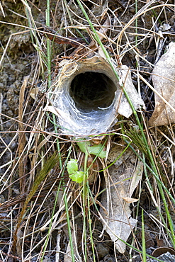 Burrow entrance of brown trapdoor spider (Arbanitis longipes) in embankment, Couchy Creek Nature Reserve, New South Wales, Australia, Pacific