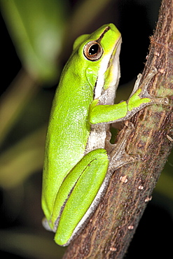 Dwarf tree frog (Litoria fallax) on branch, Hopkins Creek, New South Wales, Australia, Pacific