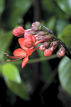 Bleeding heart vine (Clerodendrum speciosa), Hopkins Creek, New South Wales, Australia, Pacific