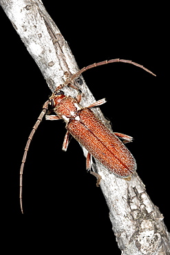 A Longicorn beetle on twig, Hopkins Creek, New South Wales, Australia, Pacific