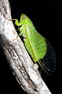 Small bottle cicada (Chlorocysta vitripennis), Hopkins Creek, New South Wales, Australia, Pacific