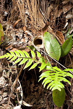 Burrow entrance of brown trapdoor spider (Arbanitis longipes) in embankment, Couchy Creek Nature Reserve, New South Wales, Australia, Pacific