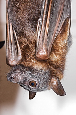 Juvenile little red Flying-fox (Pteropus scapulatus) male approximately 23 weeks old in care, Hopkins Creek, New South Wales, Australia, Pacific