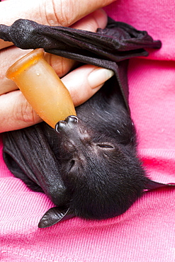 Orphaned baby black flying-fox (Pteropus alecto) resting after feed, approximately 4 weeks old, Hopkins Creek, New South Wales, Australia, Pacific