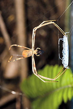 Net-casting spider (Deinopsis ravida) waiting with net, Hopkins Creek, New South Wales, Australia, Pacific