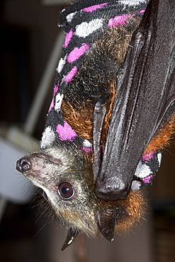 Juvenile grey-headed flying-fox (Pteropus poliocephalus) wearing protective jacket to support fixated fractured radius, Hopkins Creek, New South Wales, Australia, Pacific