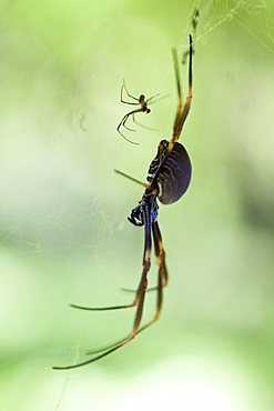 Female coastal golden orb-weaver spider (Nephila plumipes) and attending male, Hopkins Creek. New South Wales. Australia, Pacific