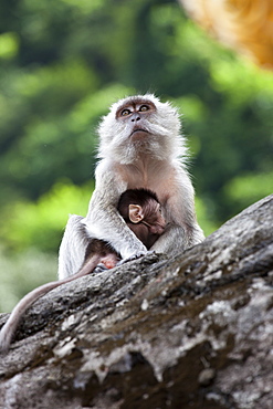 Crab-eating macaques (Macaca fascicularis) mother and baby, Batu Caves, Malaysia, Southeast Asia, Asia